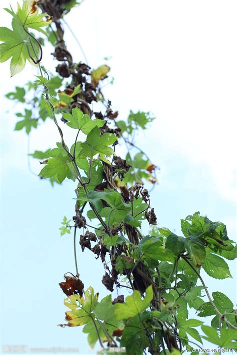 攀藤植物風水|風水師揭秘：爬藤植物如何招財？